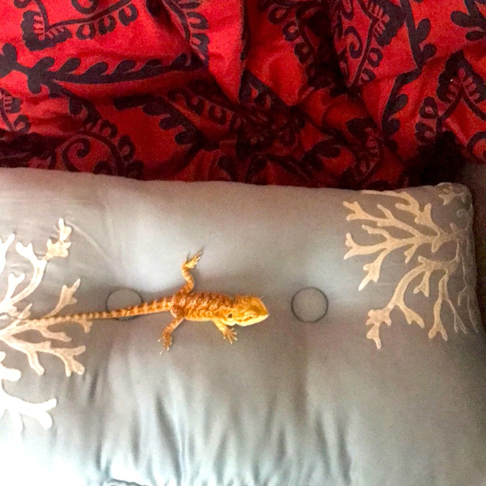 I’m selling a blue pillow with white edges and it’s never been used
